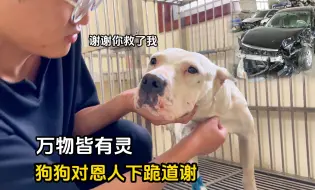 救助容易守护难！狗狗手术后，小伙意外车祸，汽车直接被撞报废