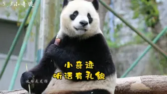 小奇迹...又聪明又有礼貌的猪猪熊，现在已经是中英文自由切换了