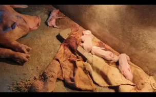 早产九天的小猪 不会走路也不会喝奶。