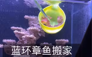 蓝环章鱼集体搬家竟把主人吓到连夜安装监控！