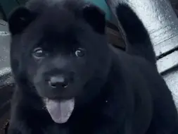 中华五黑犬，辟邪镇宅神犬