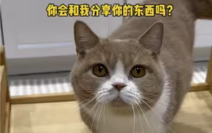 一只小猫咪能有多温柔…