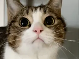 人，猫给你们每人补偿 100w