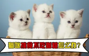 猫咪挑食不吃猫粮怎么办？