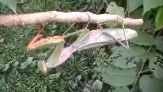 【转】一个野生ＲＦ视频