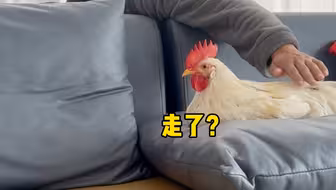 当人走了还在摸鸡时……