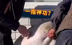 男子去女友家撞见杀猪场面 下一秒克服恐惧展现自己 一举动亮了