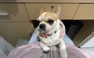 今天的工作内容有撸小狗