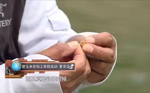 钓了一辈子鱼的化老师说，这样挂玉米饵最好