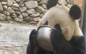 喝个奶搞的很认真