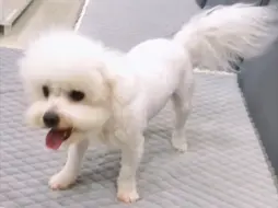 比熊：我没疯