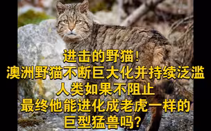 进击的野猫！澳洲不断野猫巨大化并持续泛滥，人类如果不加以阻止，最终他能进化成老虎一样的巨型猛兽吗？