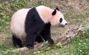 240627 美丽爱宝女士打招呼💌