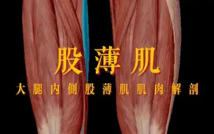 快速学习 股薄肌 肌肉解剖 大腿内侧痛