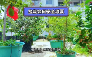 盆栽安全渡夏不用愁
