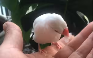 小鸟送了一根羽毛