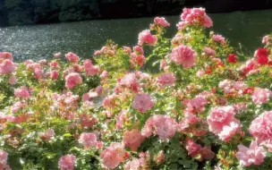 “我始终觉得遇到好看的花花  就应该第一时间分享给你”
