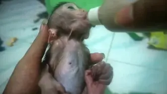 努力干饭的小猴子，牙好胃口就好