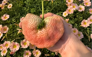 一颗多倍体草莓的生长日记