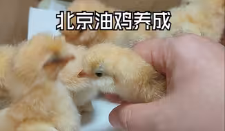 北京油鸡长大养成记录，发型和乌鸡有得一拼