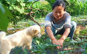 菜园迎来了收获的季节，蔬菜瓜果一波又一波，摘点回家做几道简单家常菜
