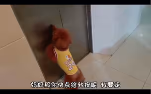 大半夜艾米回到家发现枕头没了，非要离家出走！