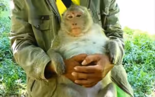 《啃老计划终结！无力崩潰的主人与放归自然的啃老猴：一場笑翻天的生活交接》