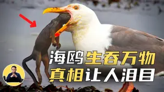 海鸥：生吞毒蛇、鸽子、活兔。可能携带超级细菌，原因让人泪目！