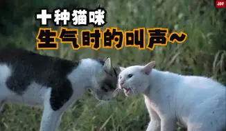 十种猫咪生气时的叫声~（让你的猫猫听听看，它会有什么反应）