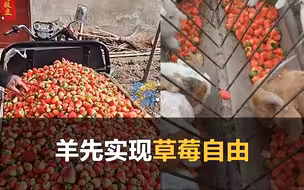 “草莓自由羊先实现了”，大爷拉整车现摘草莓喂羊
