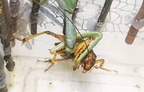 Rhombodera fratricida菱背螳捕食Sia ferox