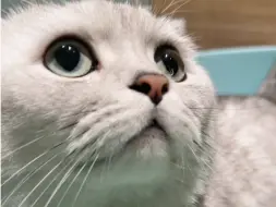 小猫教你另类清心咒～