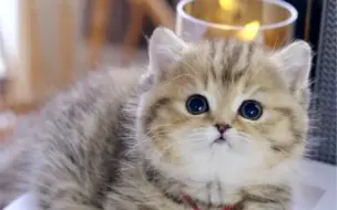 哪里来的小猪猪🫶🏻从头到脚圆鼓鼓～精品金虎斑曼基康矮脚妹妹