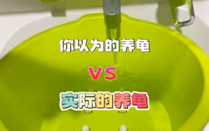你以为的养龟VS实际的养龟