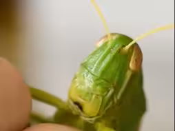 去年抓大蝗虫看起来不太聪敏