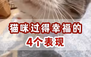 猫咪过得幸福的4个表现