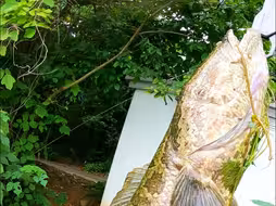 破纪录大老黑