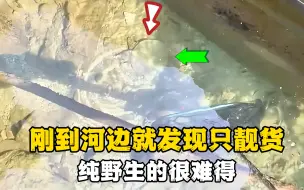 刚到河边就发现只靓货，纯野生的甲鱼不可多得！看看能否抓得到？