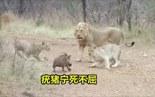 小疣猪刚跑出洞口，就被雄狮一把抓住，它的惨叫声响彻整个丛林