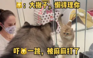 仗着麻麻在，吼两嗓子