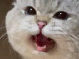 谁不想跟小猫过一辈子呢？这才是永恒的爱啊