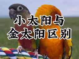 小太阳和金太阳区别在哪，饲养又该如何选择