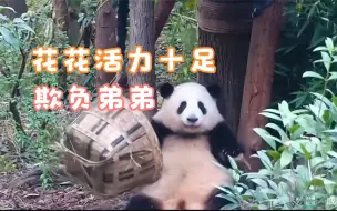 11.24花叶早上休息下午营业活力十足，花花状态神勇欺负弟弟