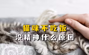 猫不吃饭没精神什么原因? 多半是这些原因