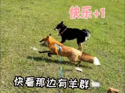 带狐狸出长途是什么体验，狐朋和狗友去大草原喽