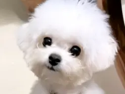 一只串串小狗的身世之谜？