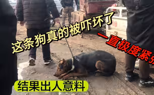 这条猛犬被吓坏，走几步就趴在地上，路人：它知道自己要被宰了
