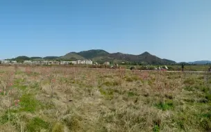 近太闲中？普宁人骑车为乐。缘溪行，忘路之远近。忽逢桃花林，夹岸数百步，中无杂树…