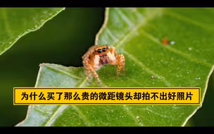 为什么买了大几千的微距镜头却拍不出数毛的好照片？
