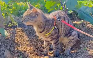 狸花猫：你这菜长的不行啊，我给你施施肥！